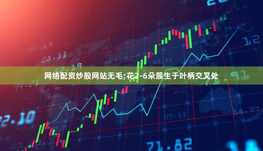 网络配资炒股网站无毛;花2-6朵簇生于叶柄交叉处